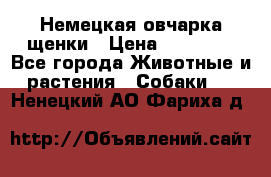 Немецкая овчарка щенки › Цена ­ 20 000 - Все города Животные и растения » Собаки   . Ненецкий АО,Фариха д.